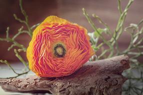 Flower Ranunculus Bark