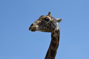 gorgeous Giraffe Animal