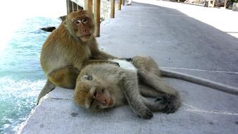 Fluffy monkeys by the pool