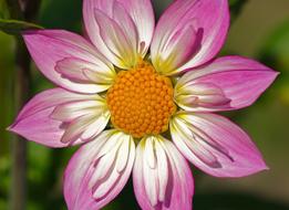 Dahlia Pink Flower