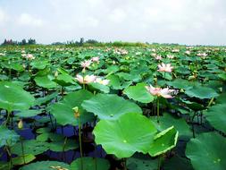 Pond Water Lily Flower