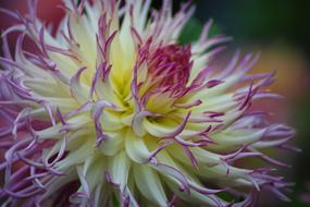 Dahlias Dahlia Garden Flower