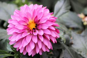 Dahlia Garden Flower