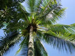Palm Sky Tropical