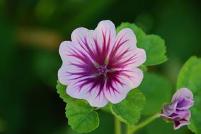 white and purple Mallow Flower Blossom