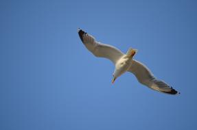 enchanting Bird Sea