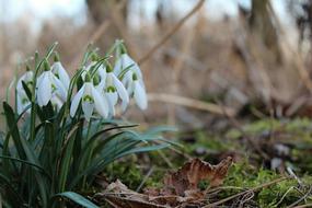 Snowdrops Spring