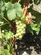 Bunch Muscat