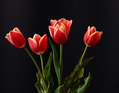 Flower Tulips Red Still