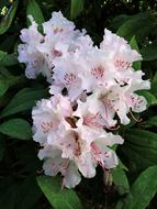 delicate rhododendron buds