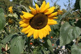 Sunflower Nature Close