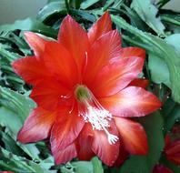 Easter Cactus Blossom Bloom Close