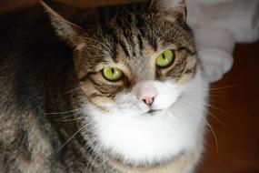 Cat with white breast looking up