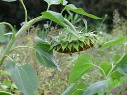 Sunflower 3Rd Generation