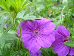 Flower Purple Bloom