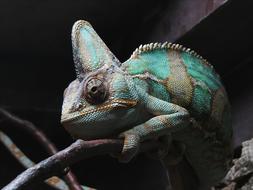 colored chameleon on a branch
