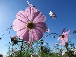 Flowers at sunlight