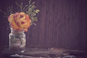 Ranunculus Flower Blossom