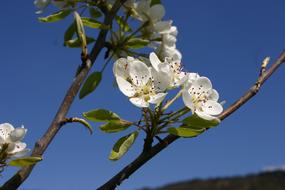 Spring Blossom Bloom