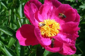 Bee Blossom Bloom