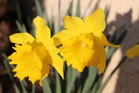 Narcissus Flower