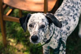 wonderful Dog Dalmatian