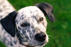 Dog Black And White