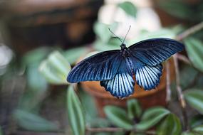 delightful Blue Black Butterfly