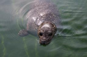 cute seal in the water