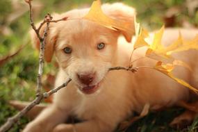 Portrait of the beautiful and cute Golden Retriever puppy, biting the beautiful branch with colorful leaves