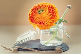 Ranunculus Flower Petals