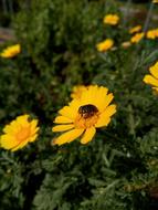 Bug Flower Green Senecio