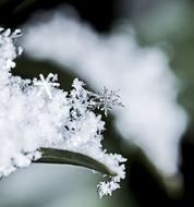 Snowflake Frozen Freezing