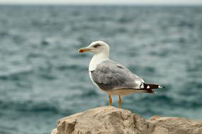 charming Seagull sea bird