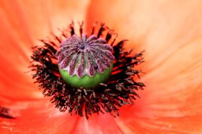 Flower Macro Orange