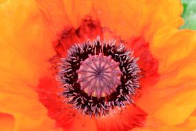Flower Macro Orange