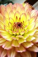 Flower Dahlia Yellow