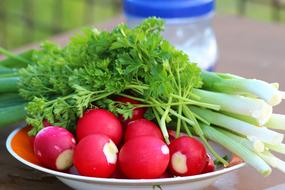 Radishes Plate Red Root