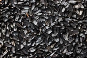 Sunflower Seeds