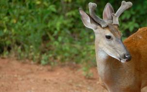 macro photo of a young deer in the reserve
