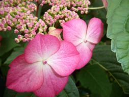 Flower Close Up