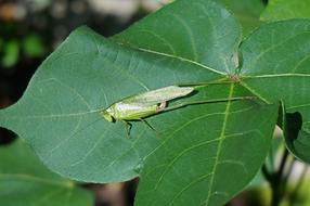 locust sits on a green leaf