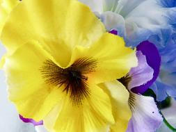 Flowers Petals Decoration