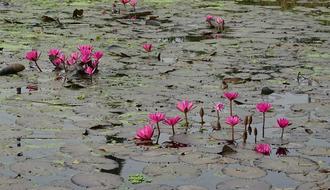 Lily Water Red Lal