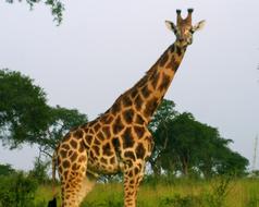 Africa Giraffe Wildlife