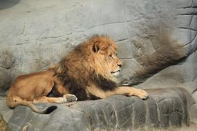 Lion rests on rock in Zoo