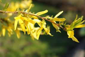 Forsythia Flower Nature
