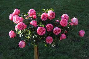 roses on the bush spring