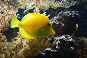 yellow fish in an aquarium