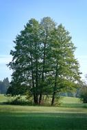 Grove Of Trees Meadow Pasture